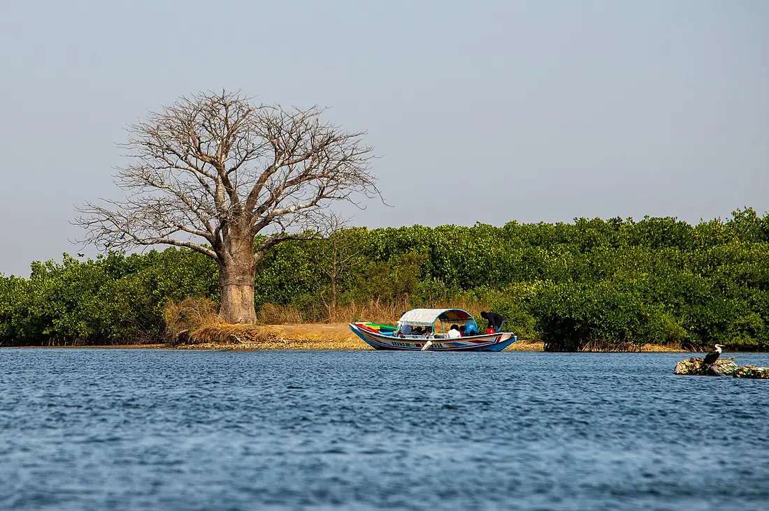 Baobab du bras de mer Delta du Saloum