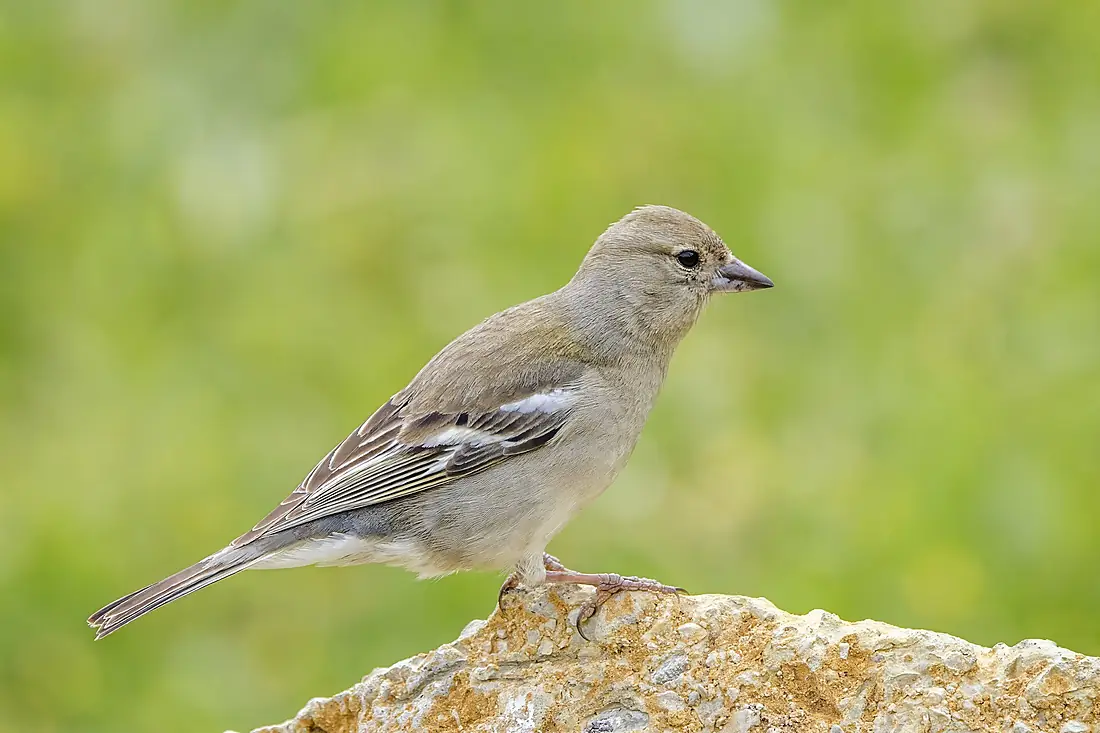 African Chaffinch (Fringilla spodiogenys) female Sfax