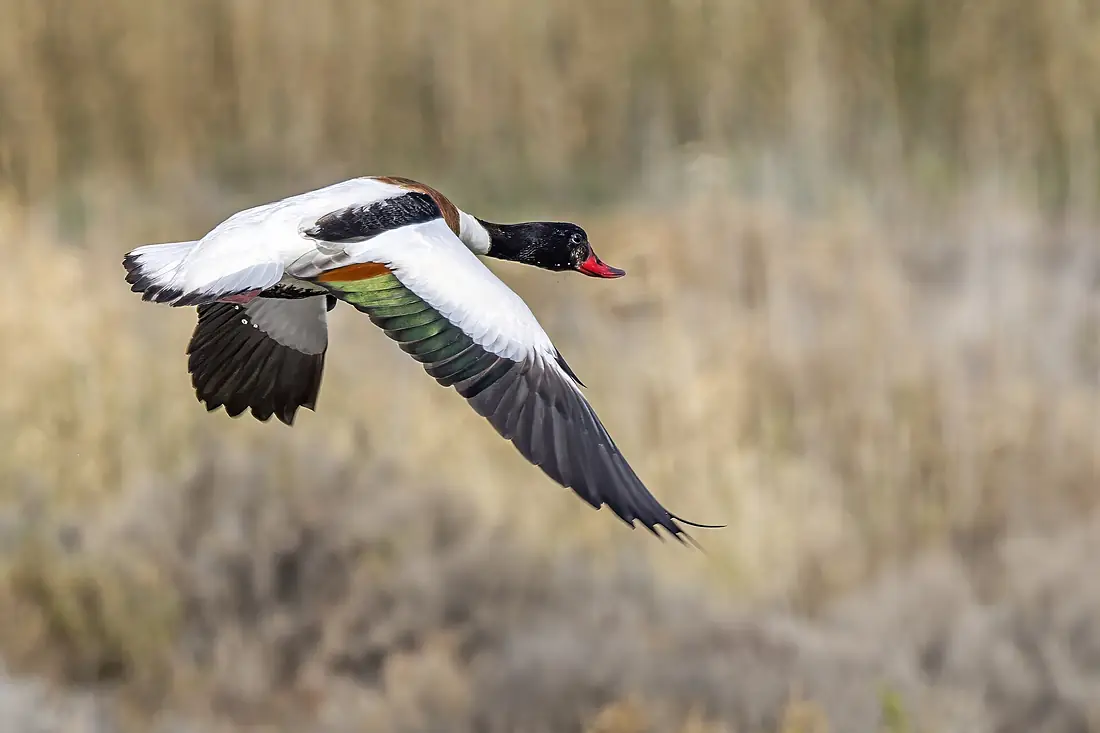 Common shelduck (Tadorna tadorna) female in flight Sfax