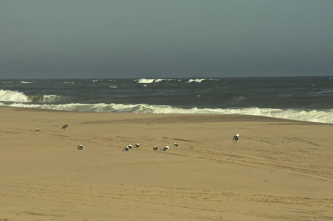 Plage de Sandwich Harbour - Goélands dominicains