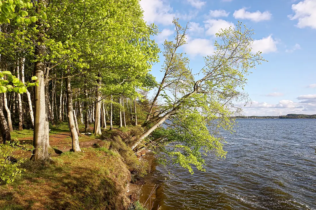 Abbruchkante Steilküste nördlich Weseby im Naturpark Schlei II