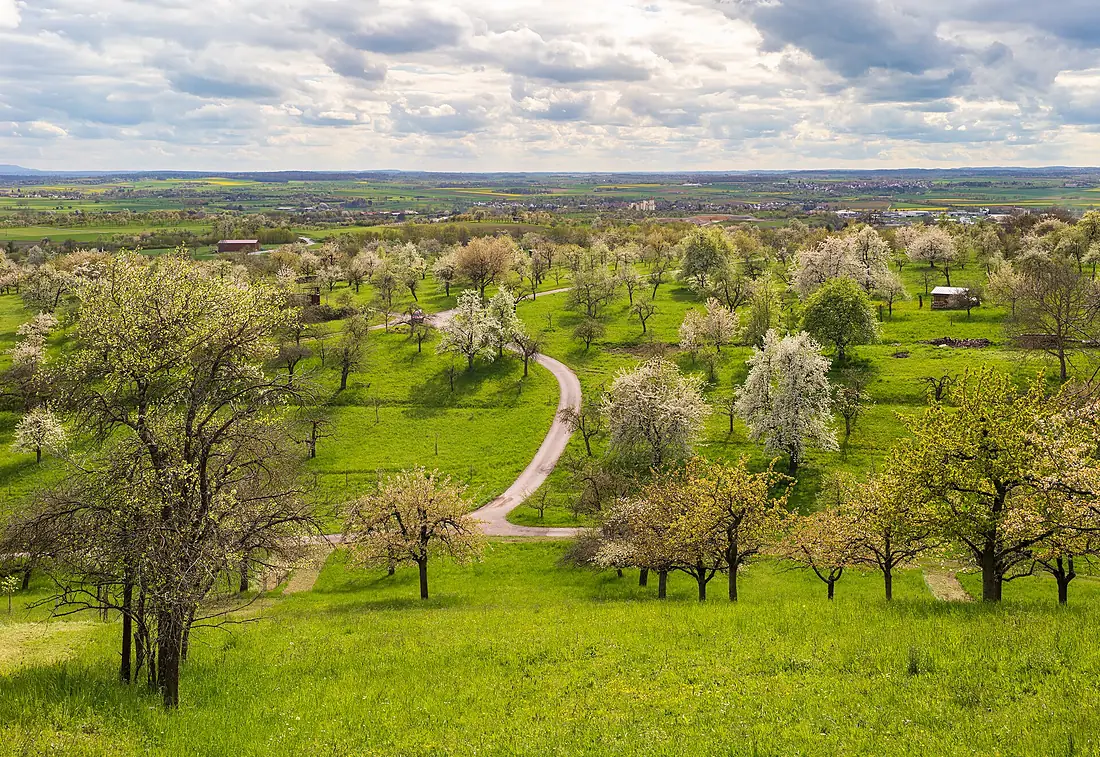 Ammerbuch - Breitenholz - Streuobstwiesen - Blick vom Haldenweg nach SW (1)