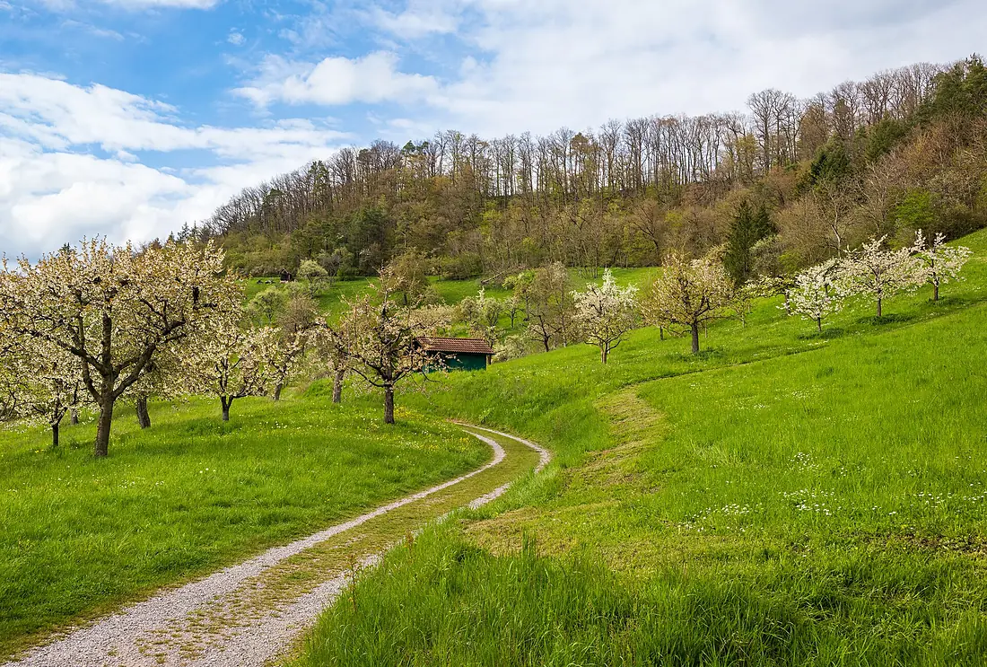 Ammerbuch - Breitenholz - Streuobstwiesen - Haldenweg (1)