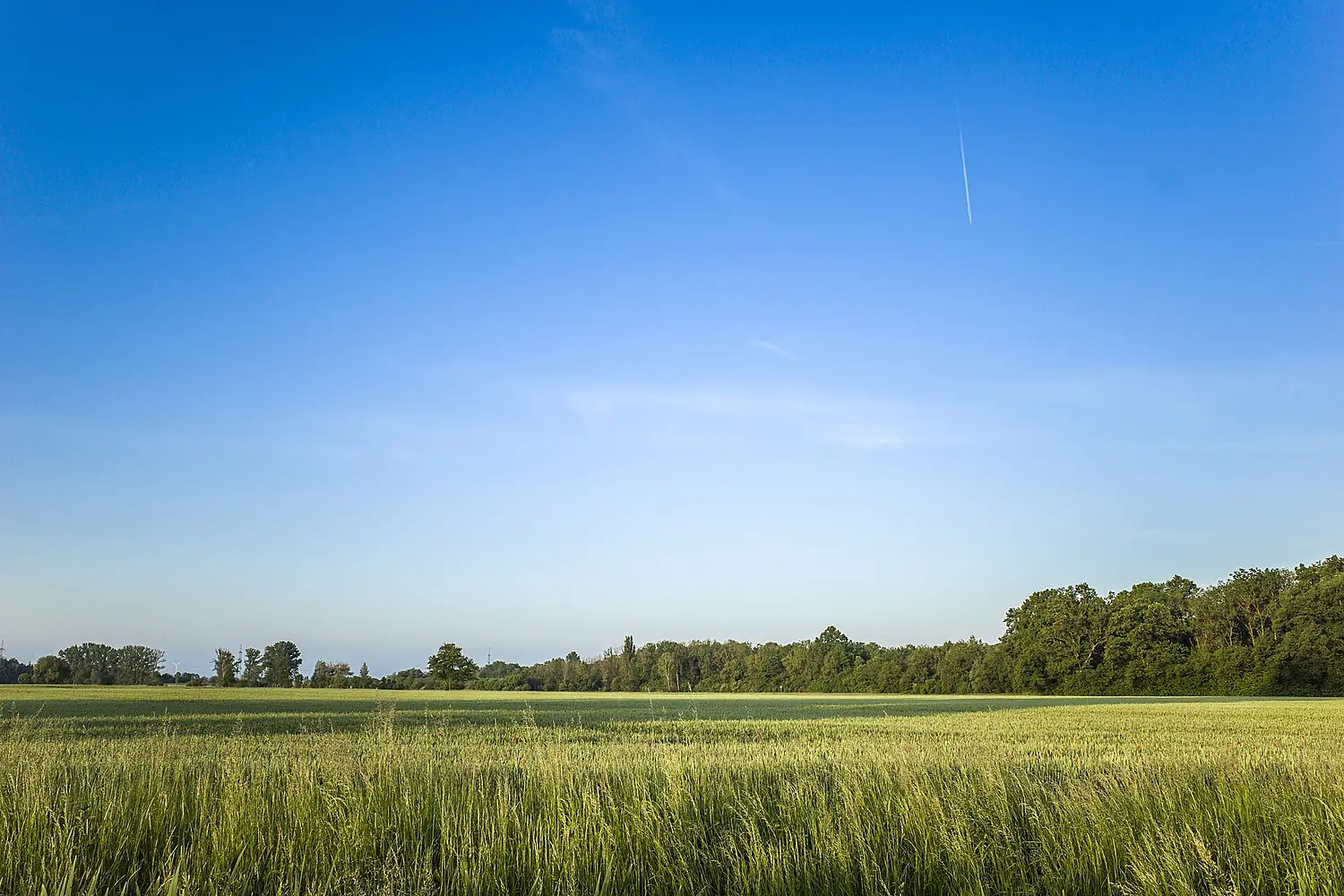 Blick vom Grettstädter Graben nach Westen zum NSG, im Vogelschutzgebiet Schweinfurter Becken und nördliches Steigerwaldvorland
