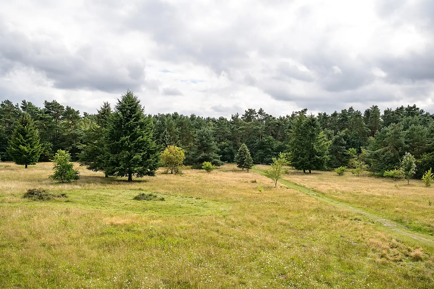 Augustdorf - 2016-08-21 - Augustdorfer Dünenfeld (20)