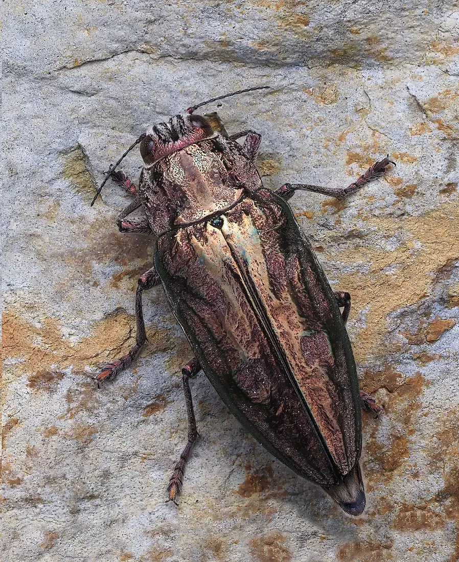 Chalcophora (mariana) massiliensis, Serra da Malcata, Portugal (50828685322)