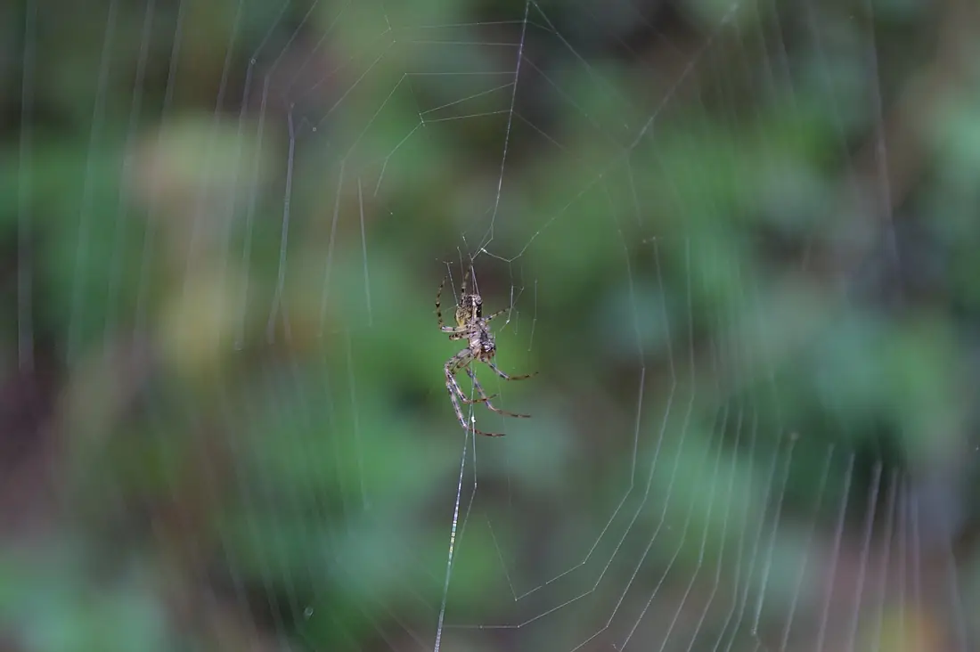 Soajo, Peneda-Gerês - aranha 1