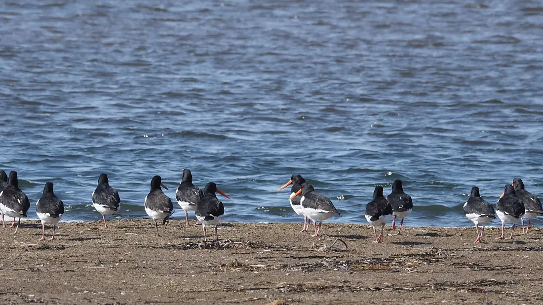 Far Eastern Oystercatcher, Shunkunitai, Nemuro City, Hokkaido, Japan 1