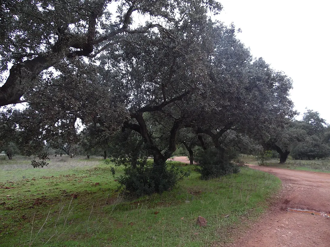 Encina (Quercus ilex) en la Sierra de Hornachuelos. Córdoba. (25727069303)
