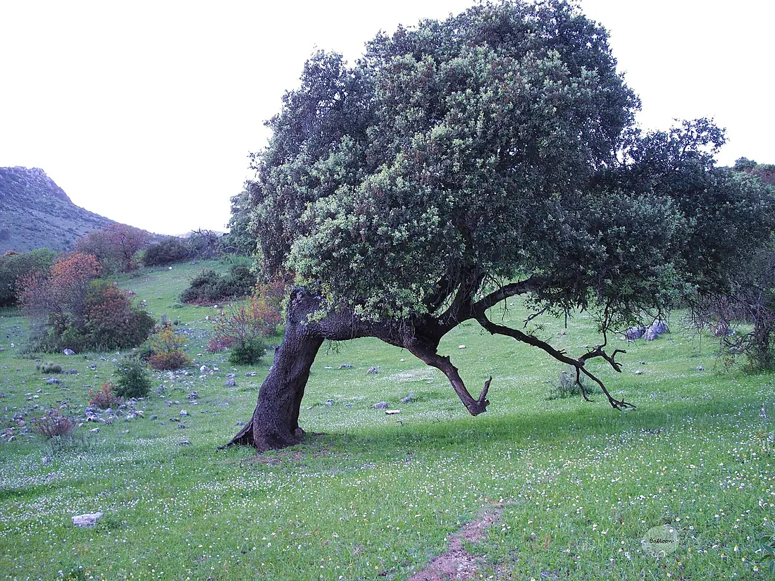 "Encina andante". Parque Natural de la Subbética Cordobesa. Cabra