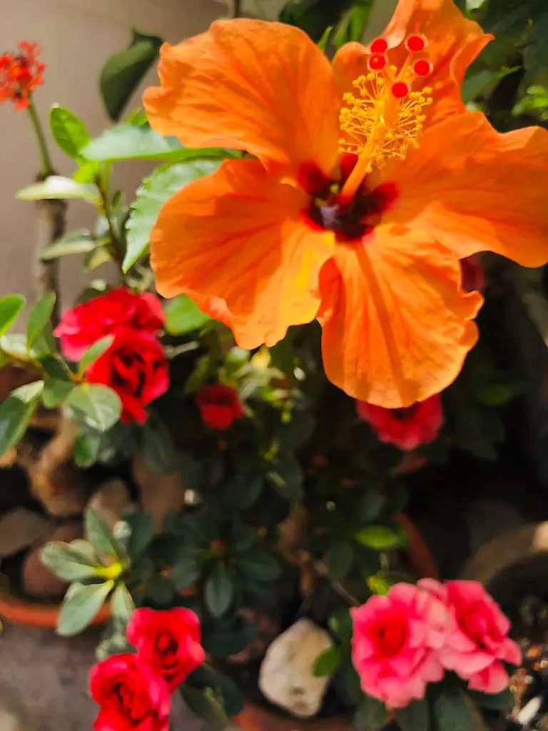 Flowe 3