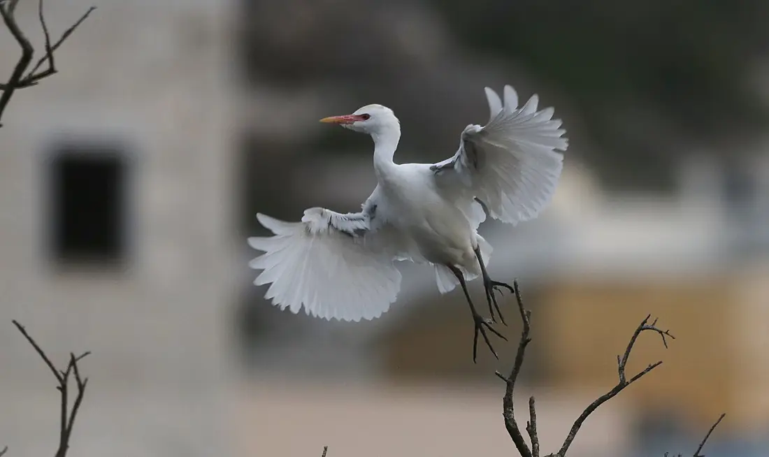 Cattle Egret at BirdLife Malta's Simar Nature Reserve
