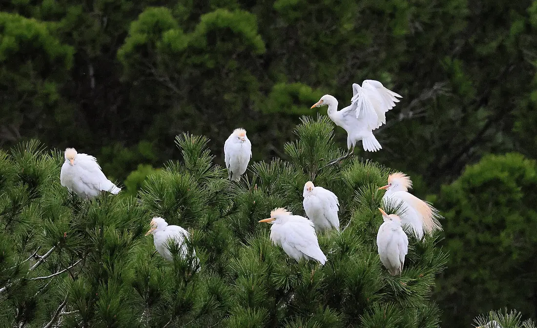 Cattle Egret flock at BirdLife Malta's Simar Nature Reserve
