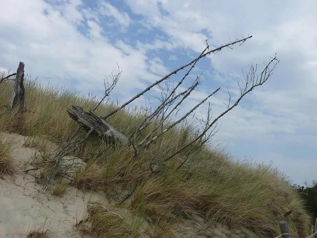 Dead trees in Słowiński National Park 01