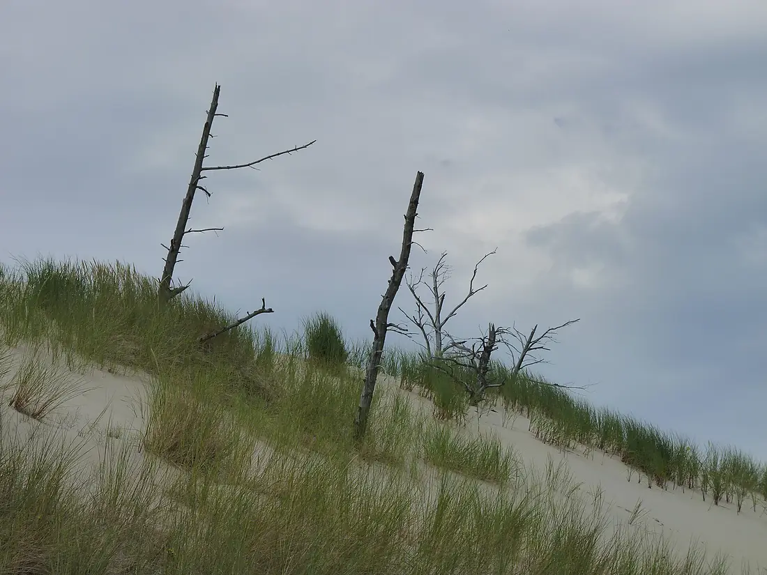 Dead trees in Słowiński National Park 02