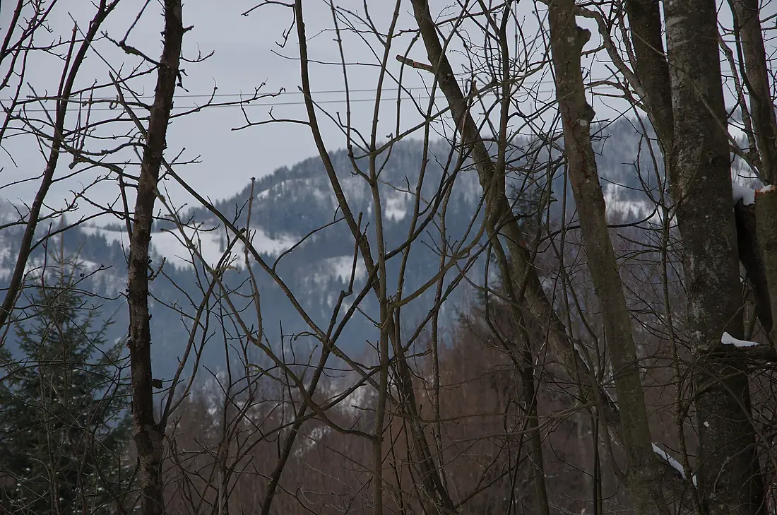 Dark winter forest