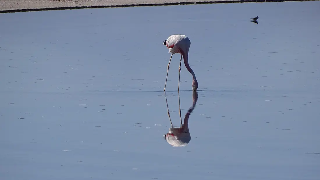 FLAMINGO LAGUNA CHAXA SAN PEDRO DE ATACAMA 1
