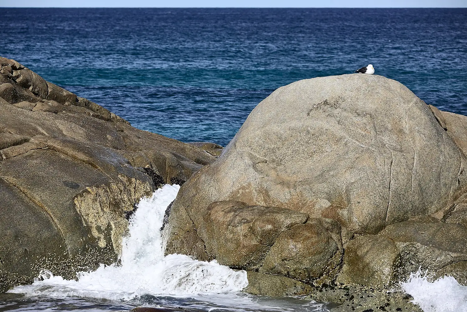 Gull on rocks near St Helens, Tas