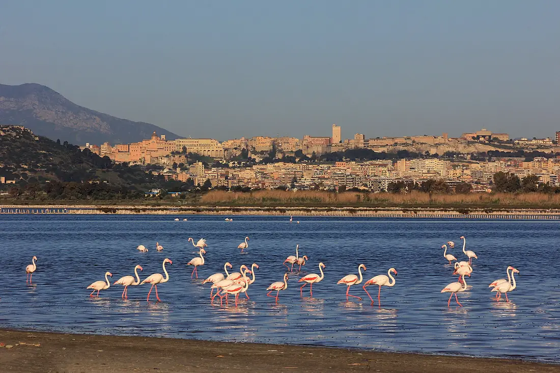 Fenicotteri a Cagliari