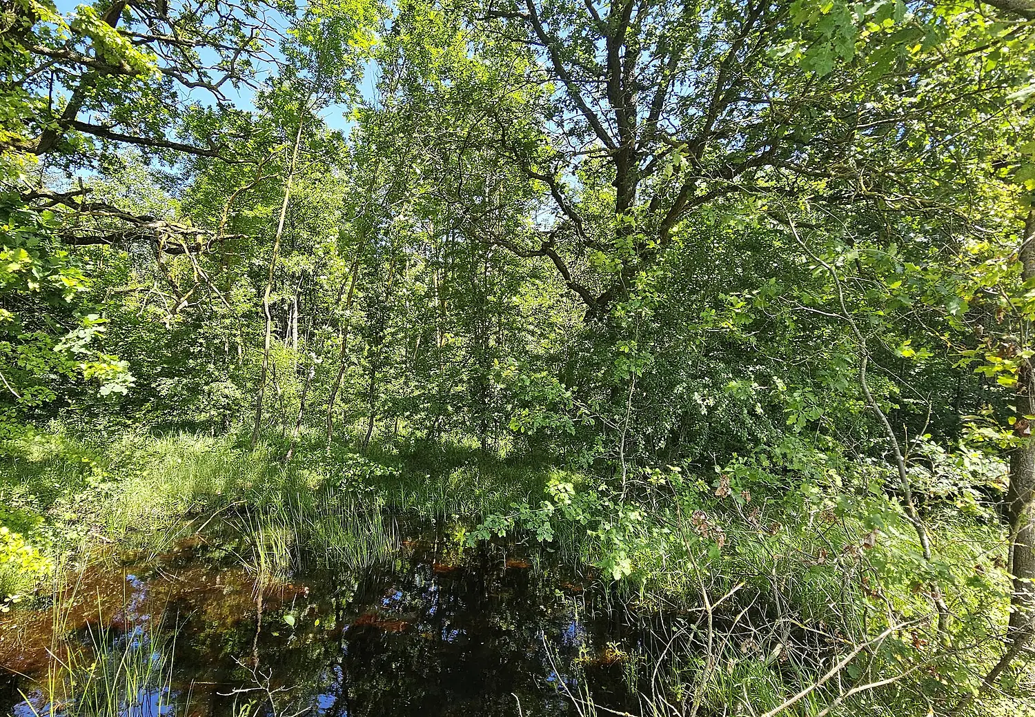 FFH-Gebiet Sandgebiete bei Schwarzach, Klein- und Großlangheim 21
