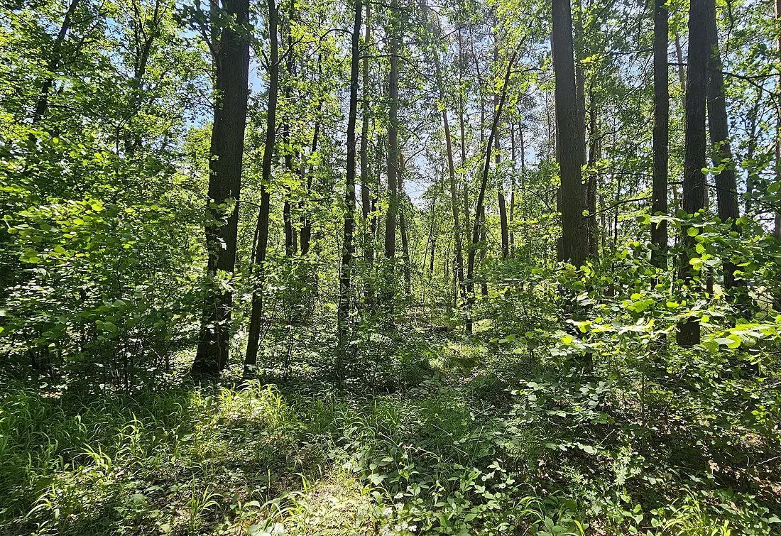 FFH-Gebiet Sandgebiete bei Schwarzach, Klein- und Großlangheim 20