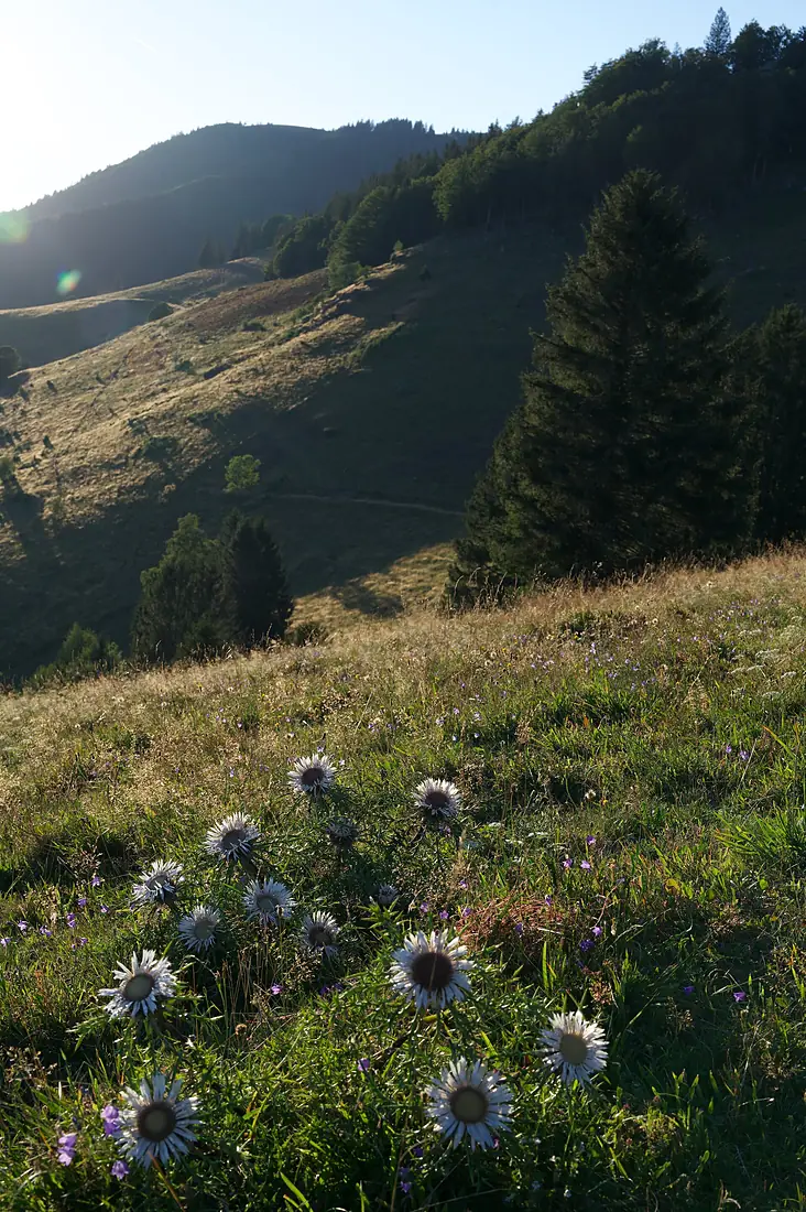 Belchen Silberdistel