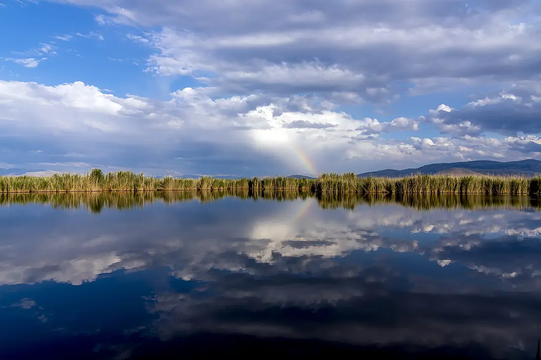 Raninbow in reeds