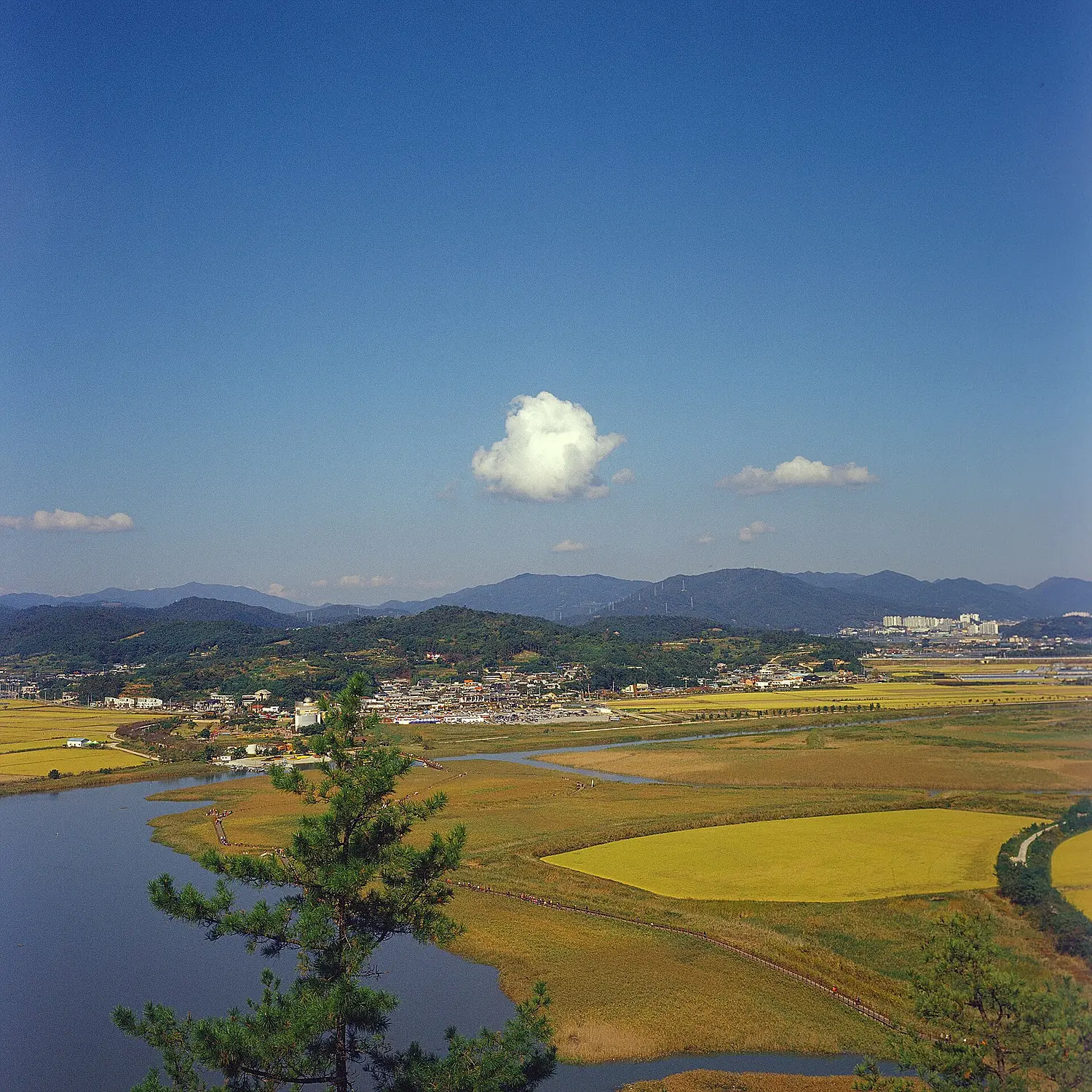 Suncheon Bay Ecological Park - Flickr - cc.photoshare (4)