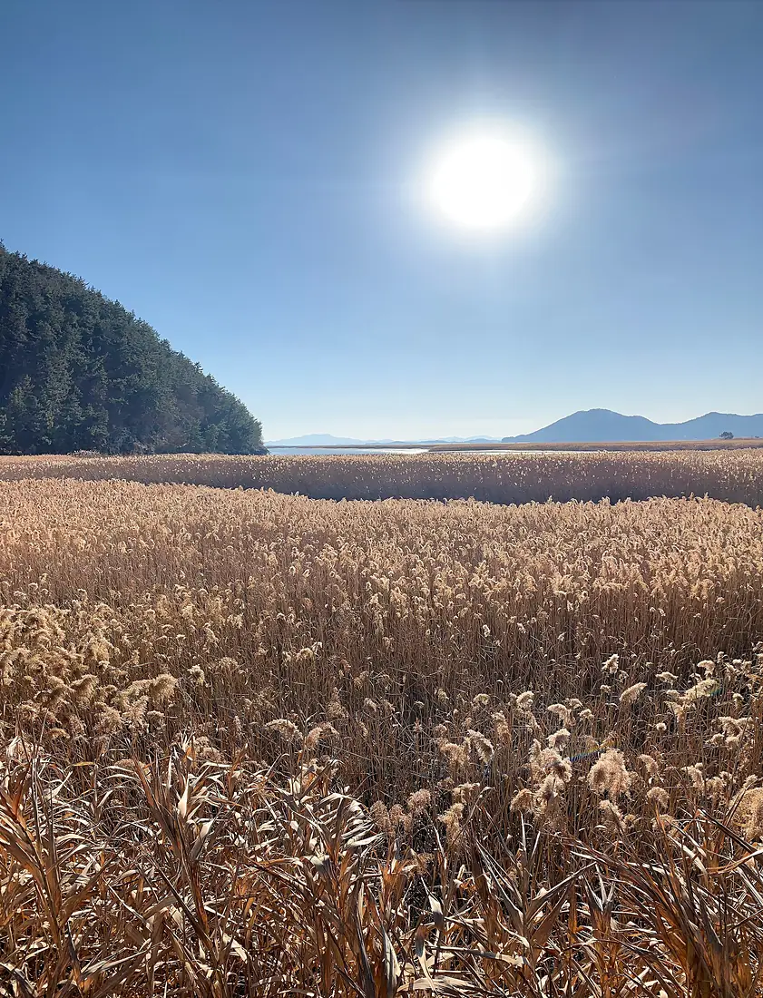 20181231 Suncheon Bay 002