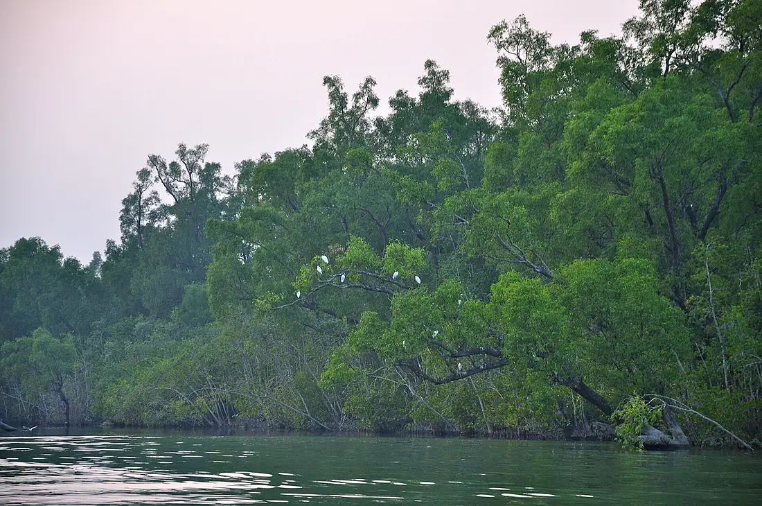 Abendstimmung in den Sundarbans von Bangladesch