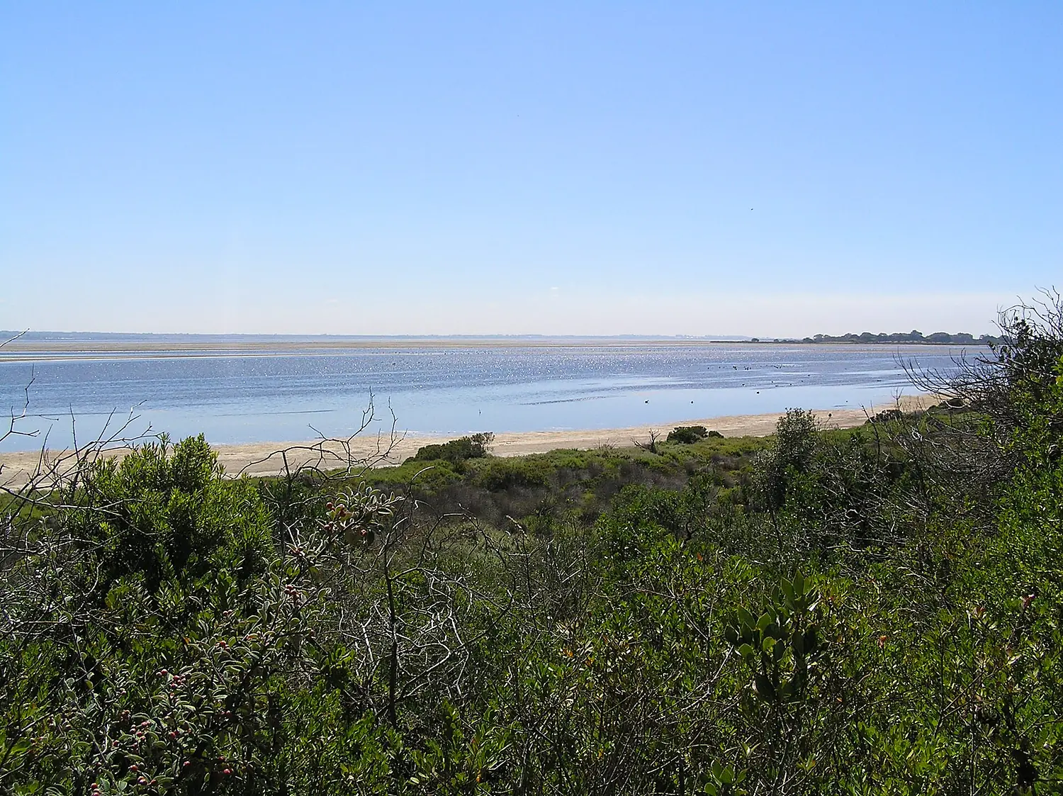 Swan Bay from Queenscliff 002