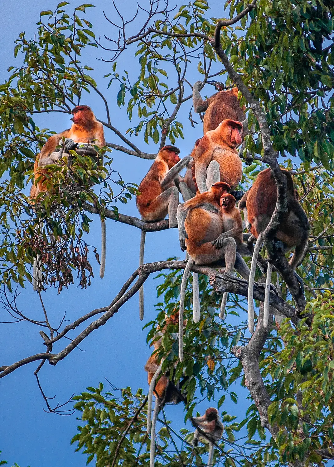 Wikiearth-Bekantan Taman Nasional Tanjung Puting