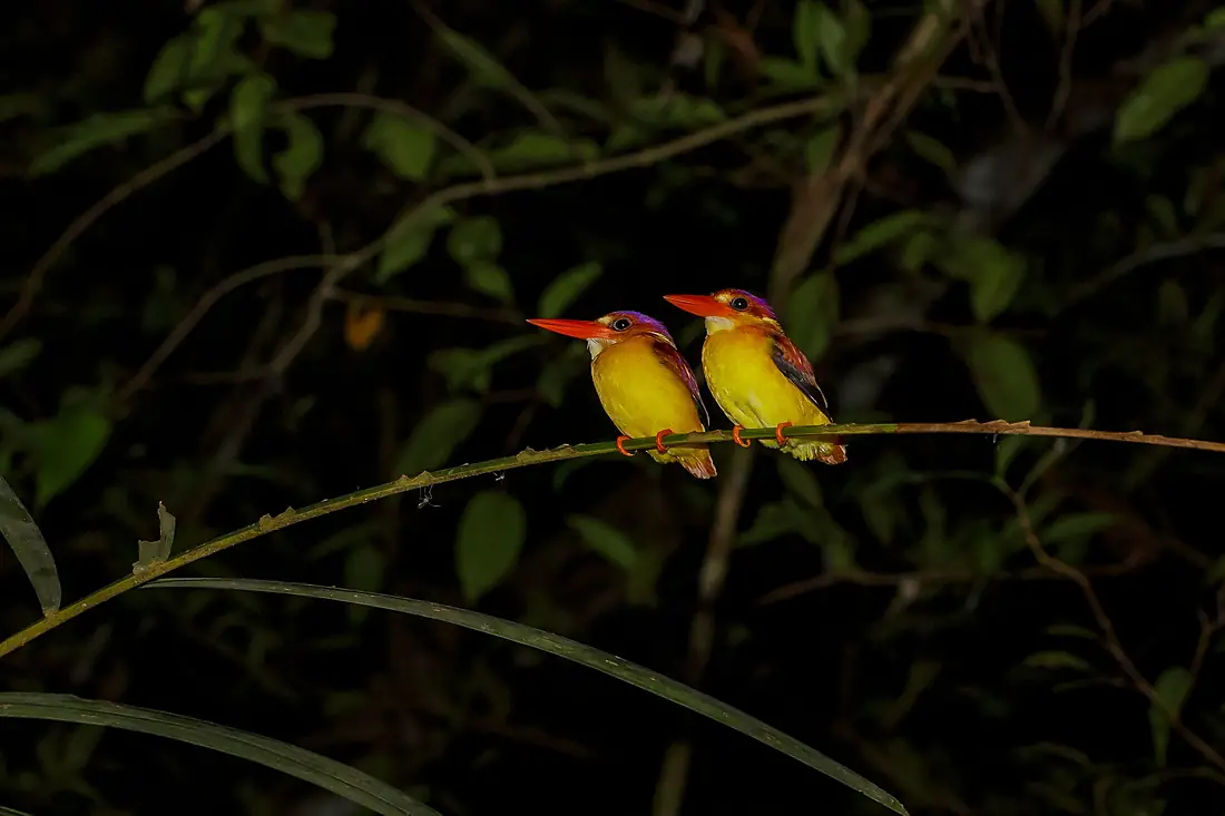 Oriental dwarf kingfisher (Ceyx erithaca)- Tanjung Puting National Park - Indonesia