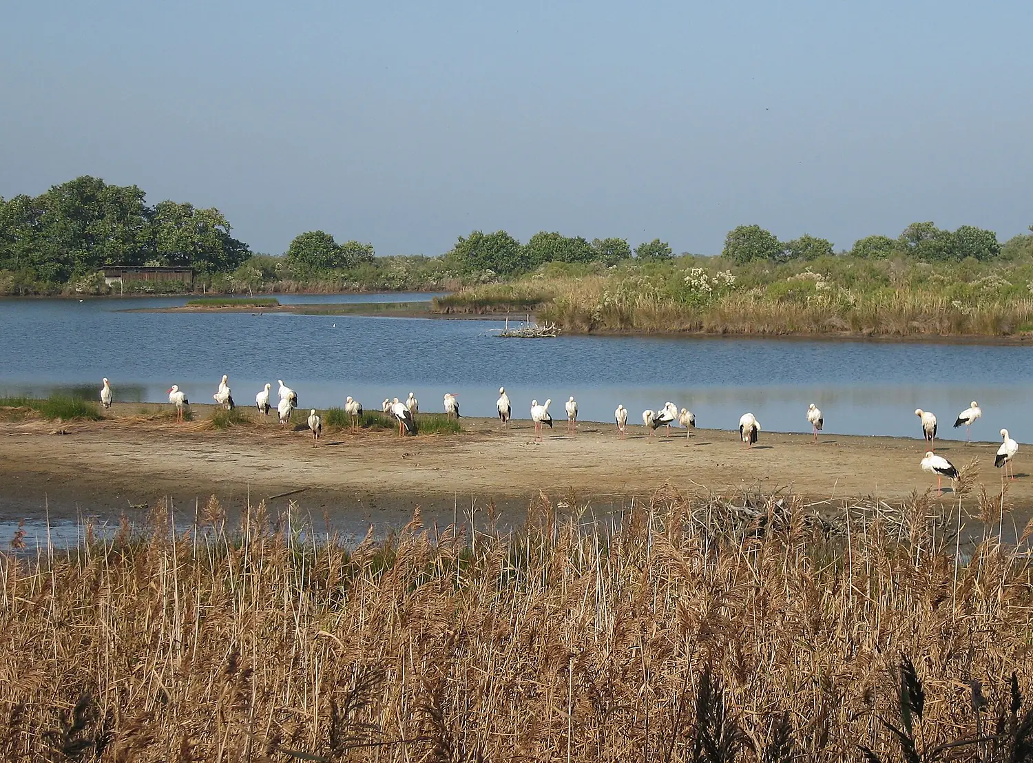 Cigognes le teich