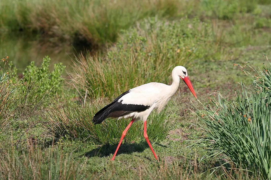 Cigogne Le Teich