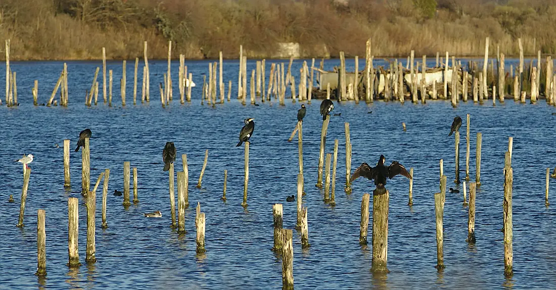 LeTeich-cormorans