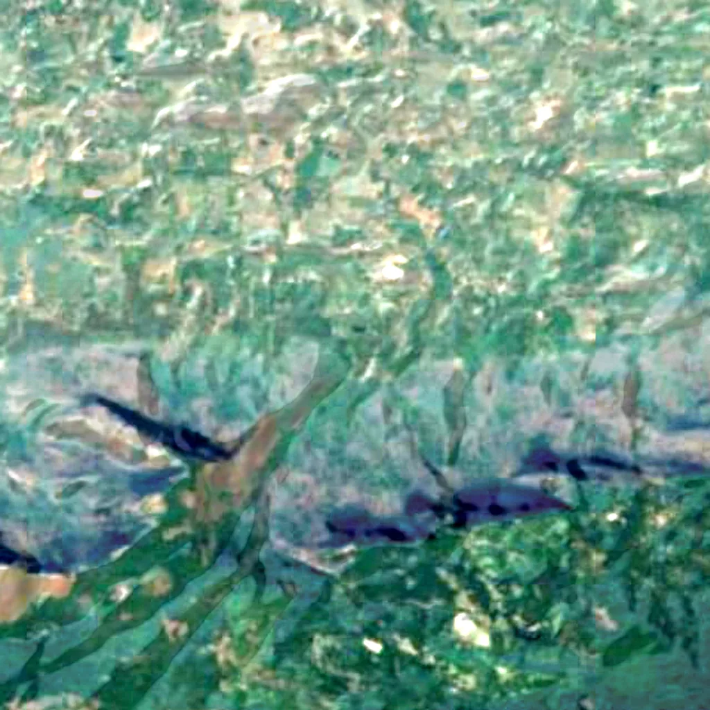 Thattekad Bird Sanctuary seen from above (Sentinel-2)