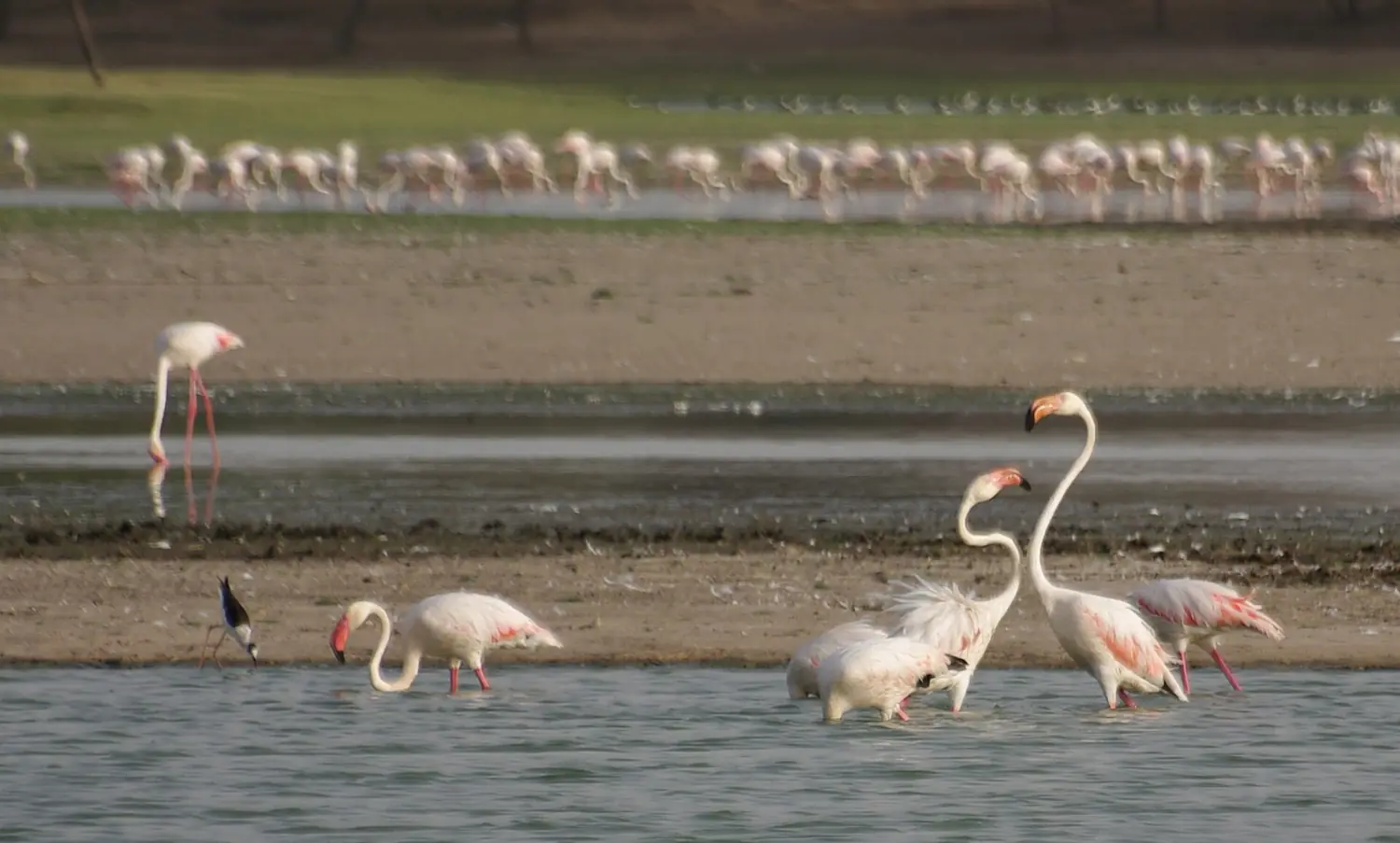 Thol Lake - Gujarat, India - Flickr - Emmanuel Dyan (12)