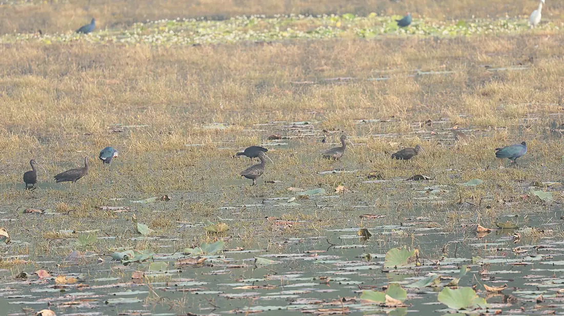 Glossy Ibis from Thol