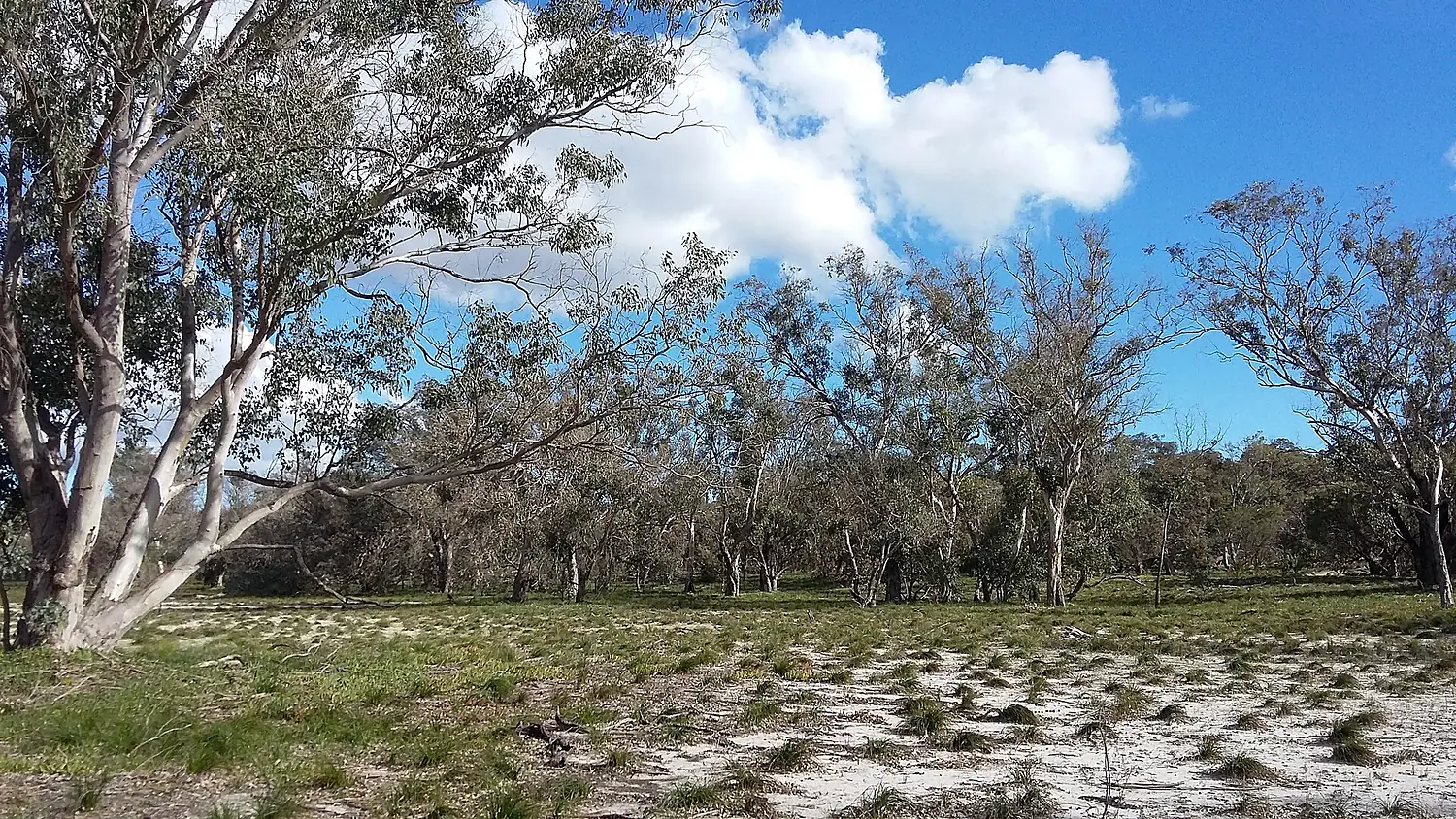 Thomsons Lake - surrounding bush & forest no 4