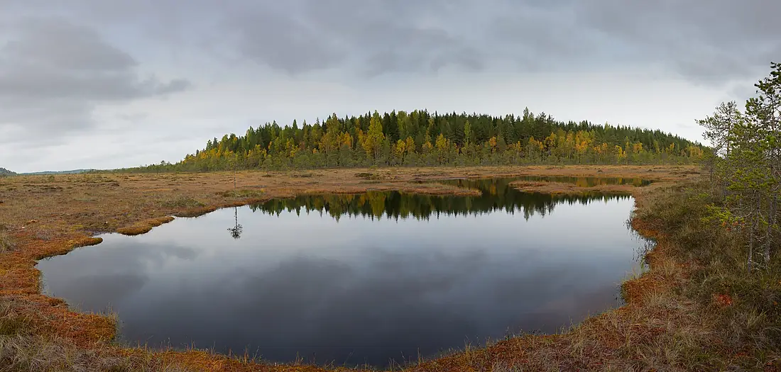 Autumn - Torronsuo National Park (37087367424)
