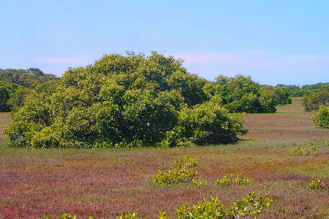 Towra Point, NSW - Salt marsh and mangroves (2018)