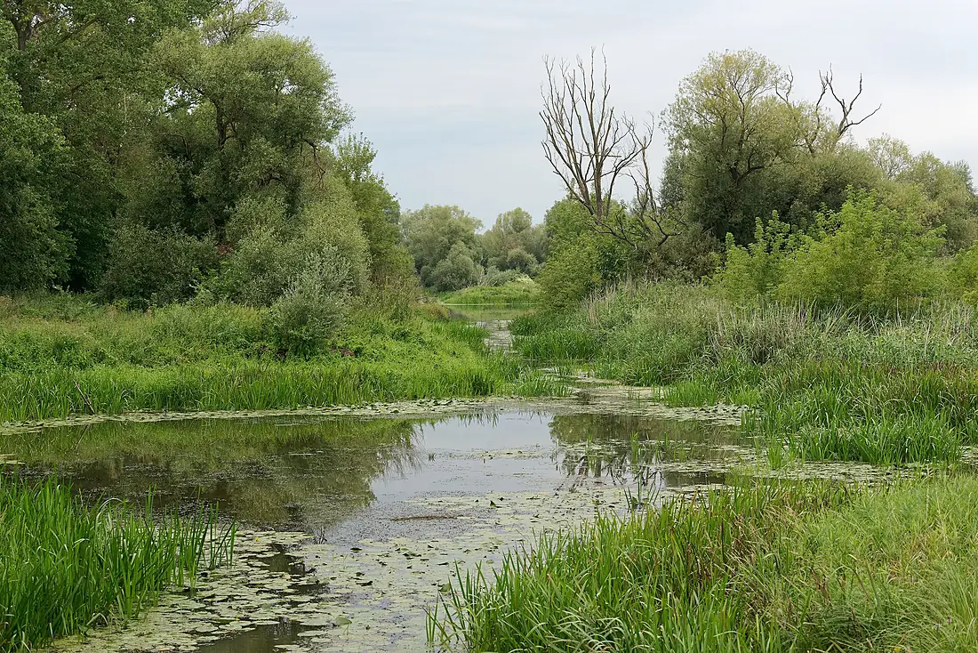 Czerwony Kanał, Trasa Mokradła pod Kostrzynem nad Odrą, Park Narodowy Ujście Warty, 20230812 1543 7670