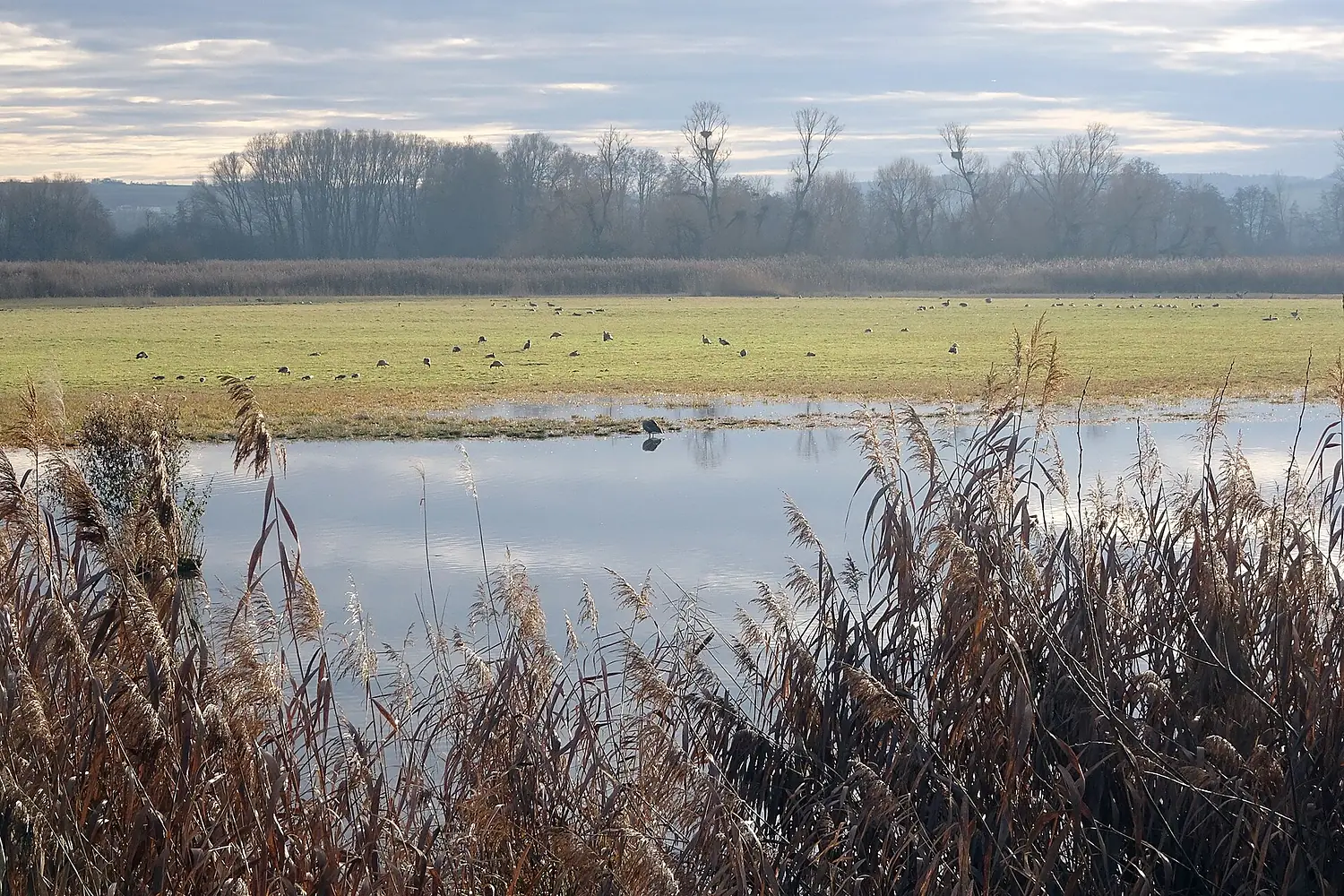 Untere Gersprenz, Reinheimer Teich 2020
