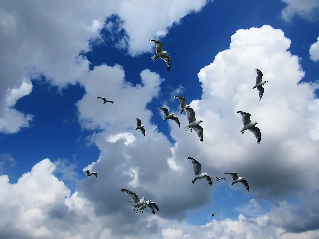 Feeding the Gulls on the Mississippi River. 02
