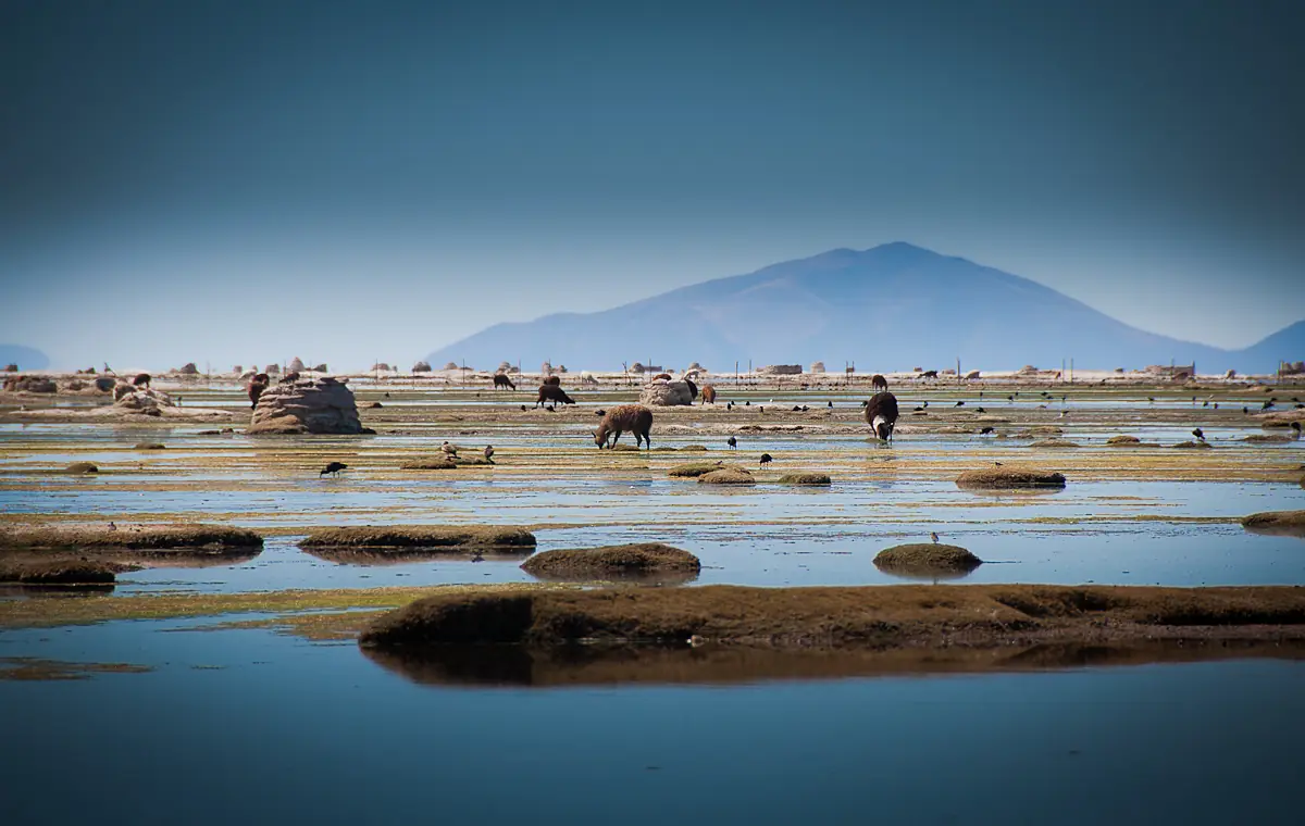 Lago Uru Uru Chipaya 1
