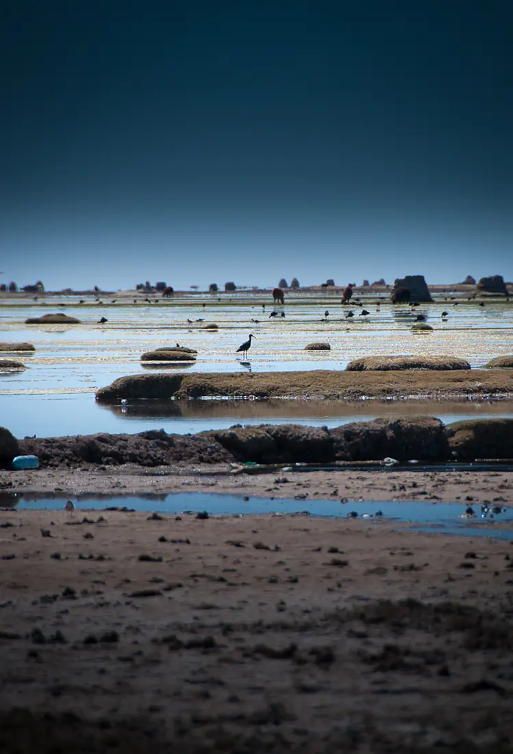 Lago Uru Uru Chipaya 7