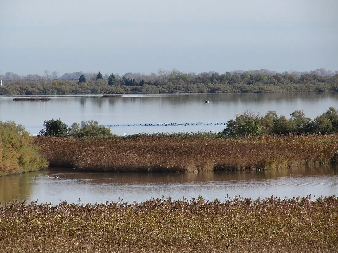 Campagna Lupia, Valle Averto