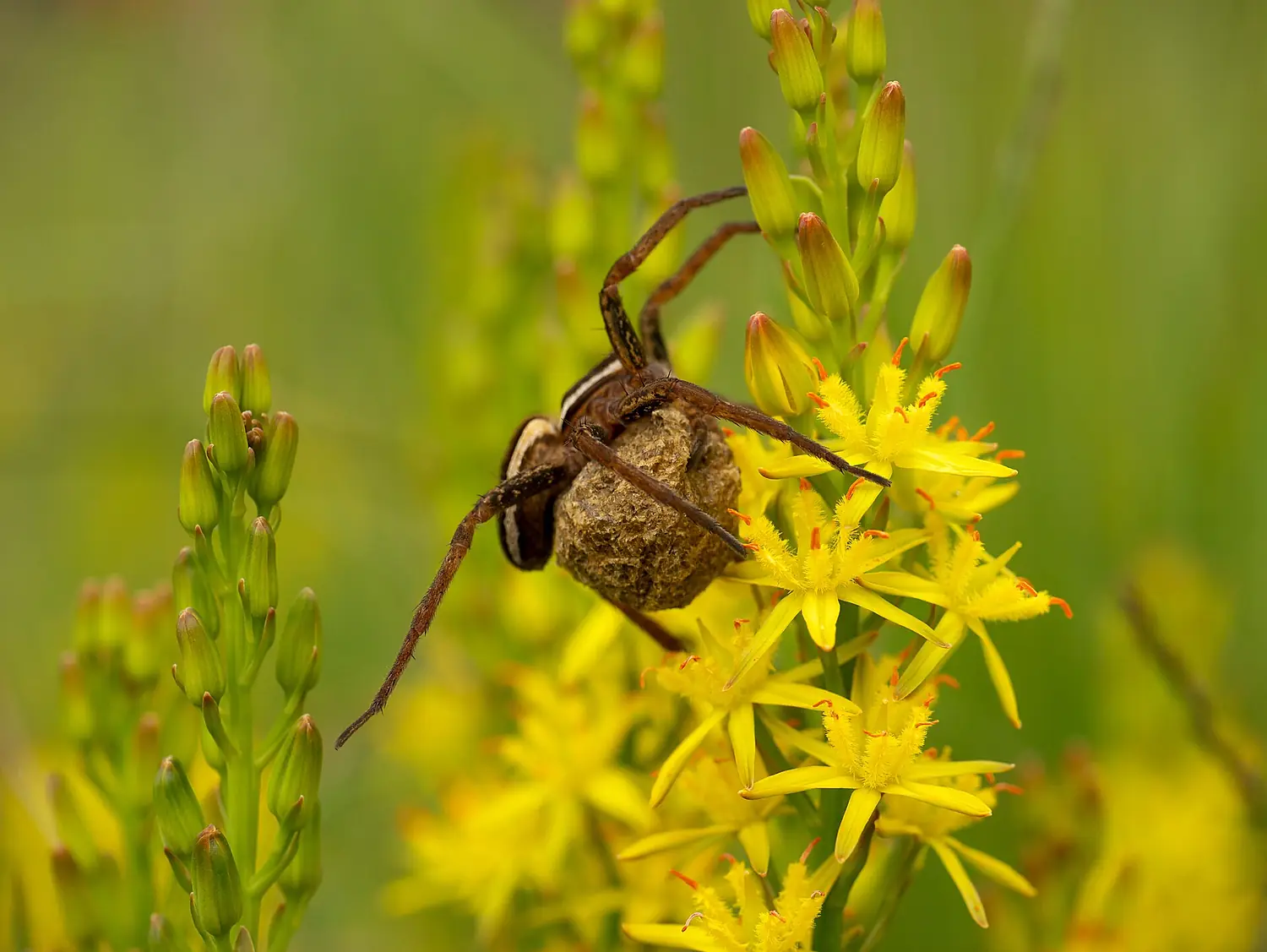 Gerandete Jagdspinne (Dolomedes fimbriatus), Quellgebiet der Holzwarche, Mürringen, Ostbelgien (15054010301)