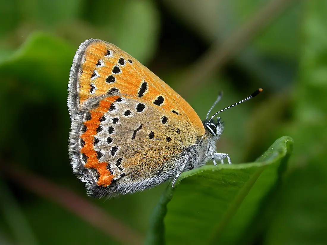 Blauschillernder Feuerfalter (Lycaena helle), Holzwarchetal bei Mürringen, Ostbelgien (3945424020)
